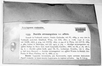 Toniniopsis subincompta image